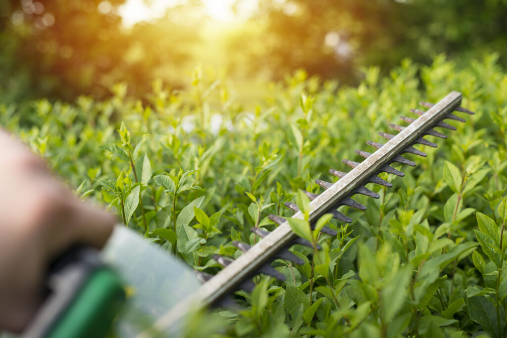 hedge- trimming- service