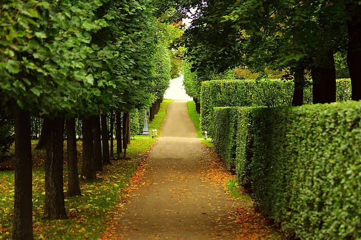 hedge-trimming-service